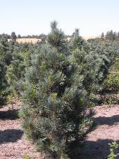 Vanderwolf Pine